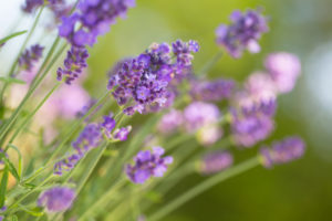 Closeup of a lavender, bokeh background Closeup of a lavender, bokeh background